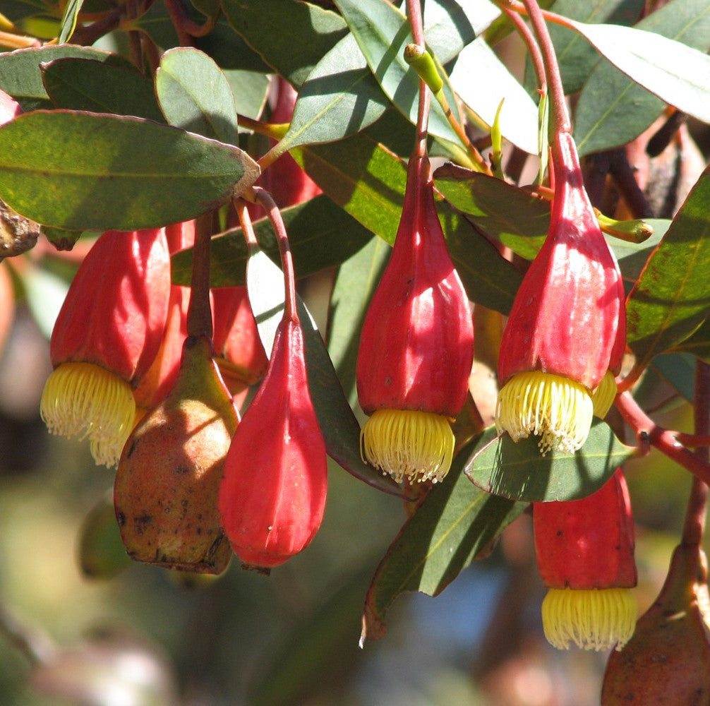 Fuchsia Gum  Eucalyptus forrestiana  120 Seeds