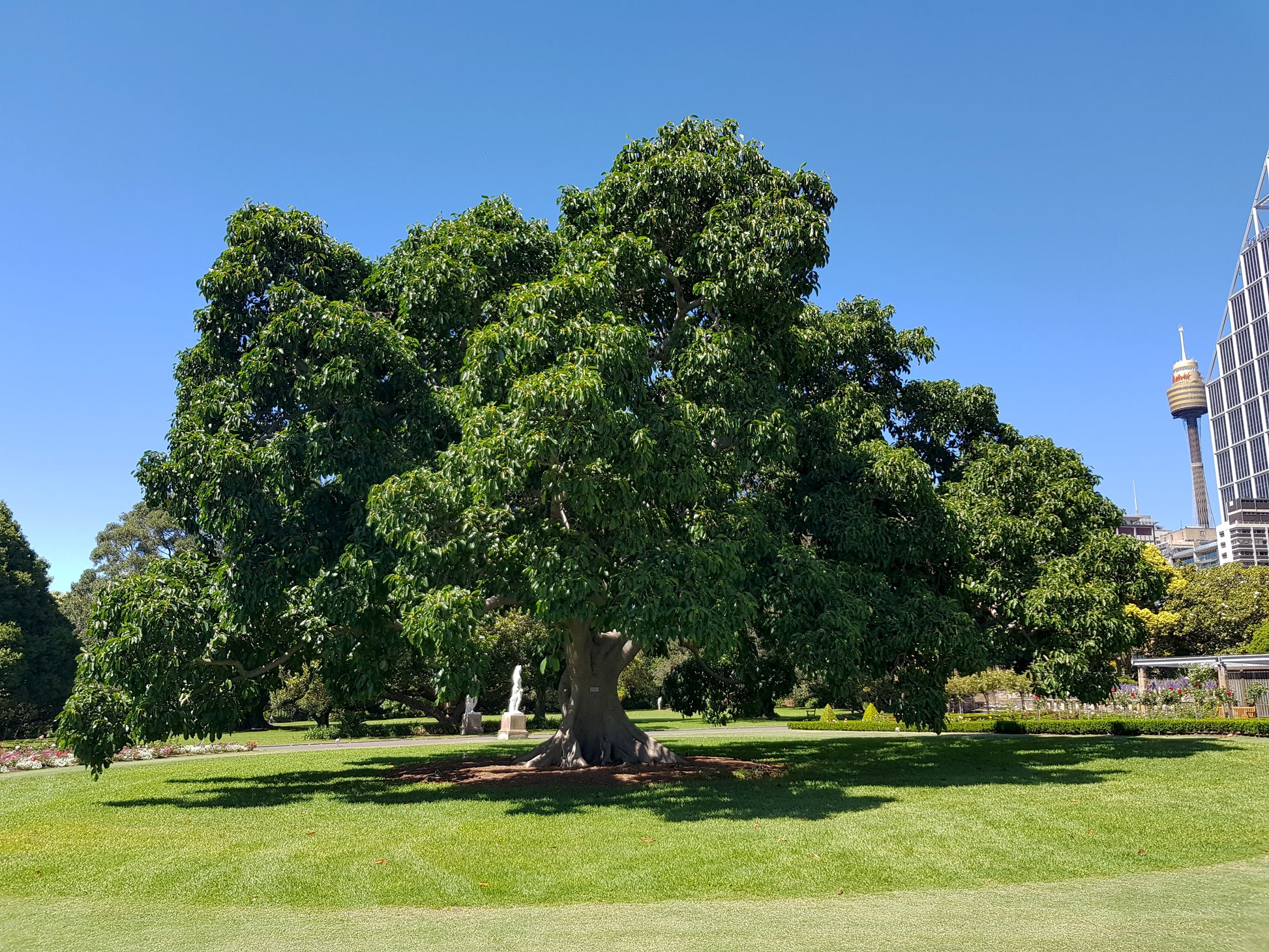 large ficus altissima Council Tree 100 Seeds Ficus altissima – R&B Floridaseeds