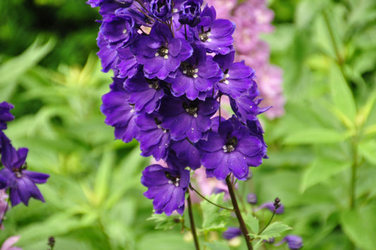 Purple Delphinium  100 Seeds  Delphinium cultorum
