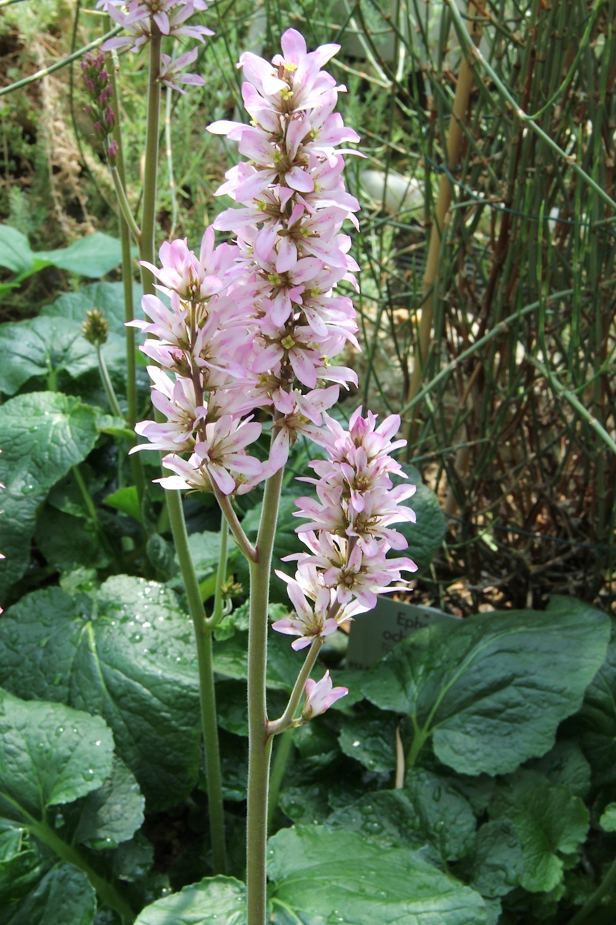 Bridal Wreath  400 Seeds  Francoa appendiculata