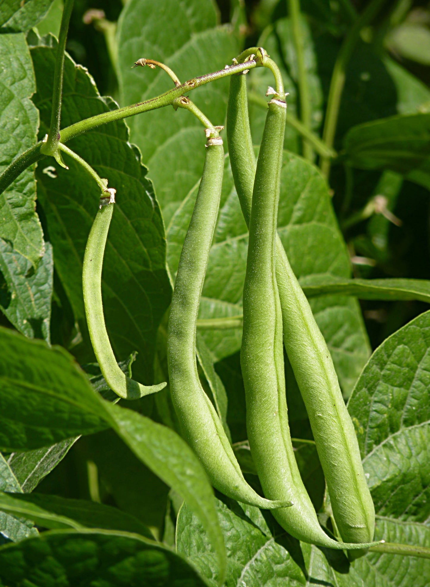 Green Bean   100 Seeds   Phaseolus vulgaris