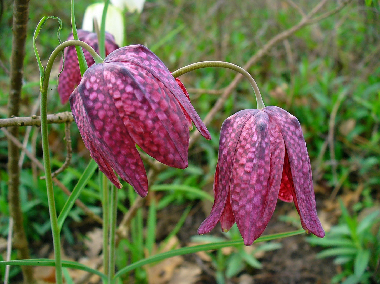 Checkered Lily  50 Seeds  Fritillaria meleagris