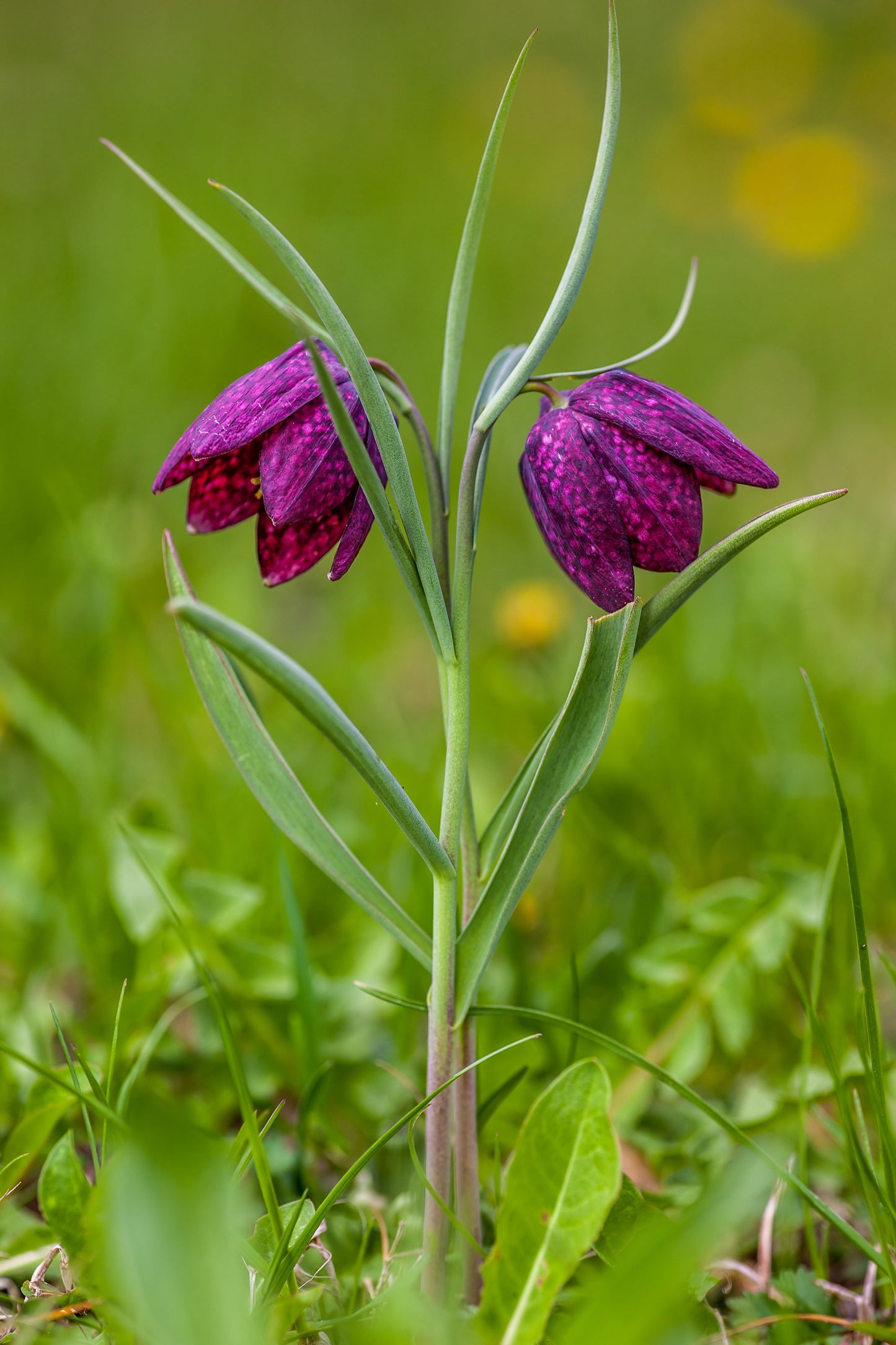 Checkered Lily  50 Seeds  Fritillaria meleagris