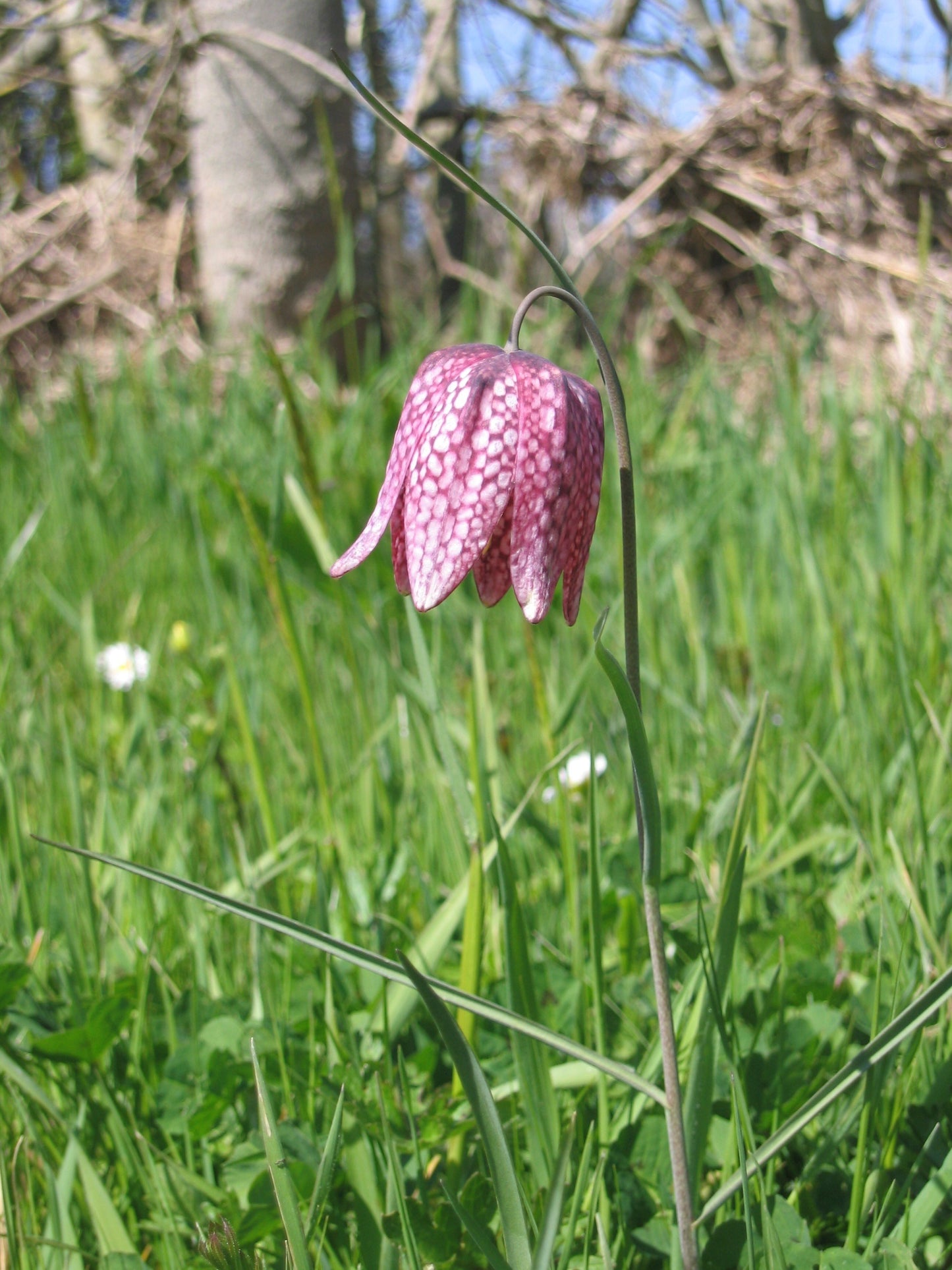 Checkered Lily  50 Seeds  Fritillaria meleagris