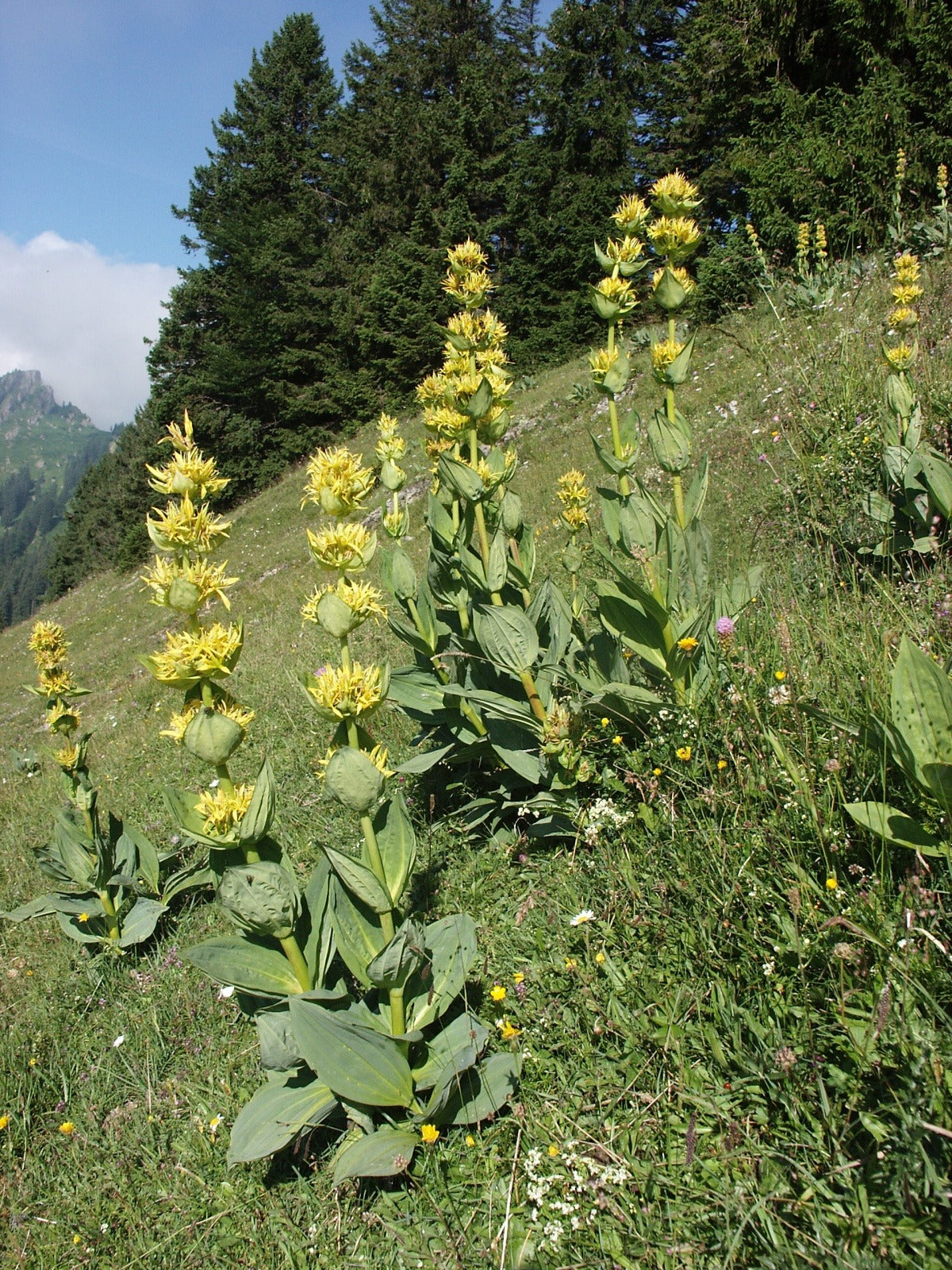 Great Yellow Gentian  100 Seeds  Gentiana lutea