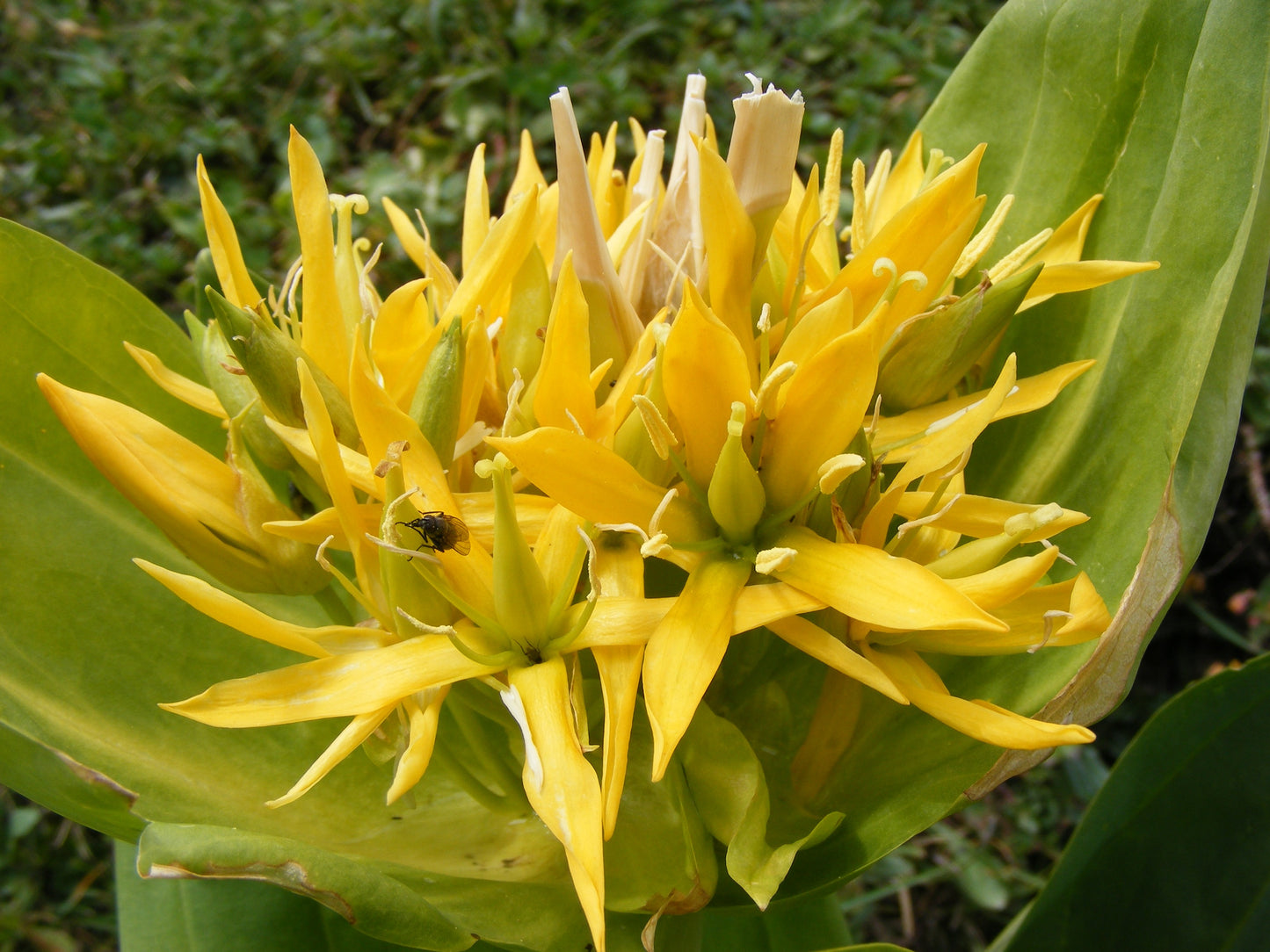 Great Yellow Gentian  100 Seeds  Gentiana lutea