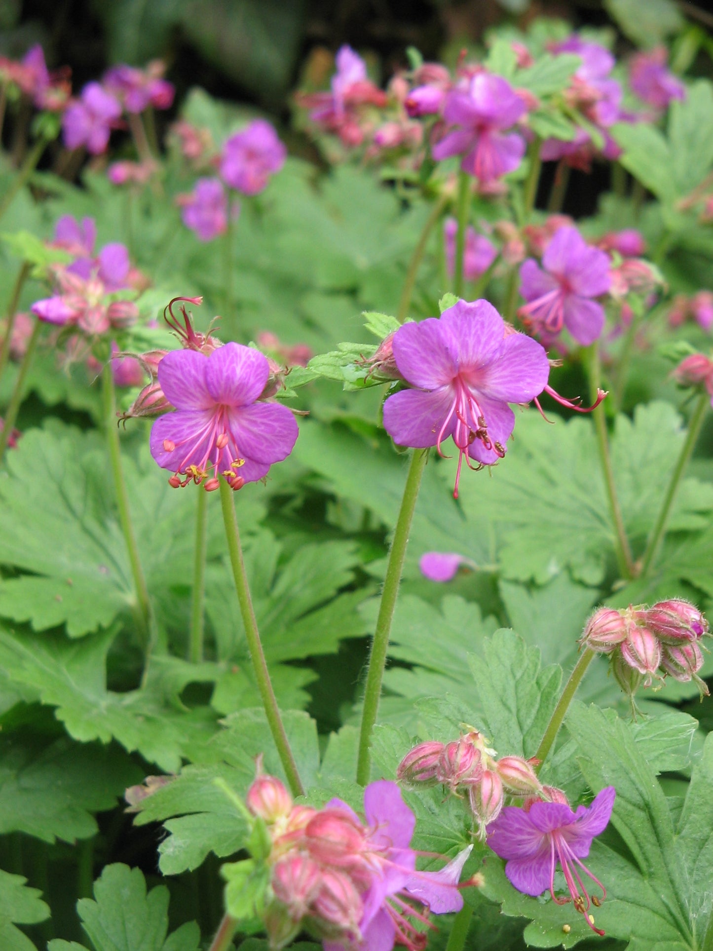 Bigroot Geranium  10 Seeds  Geranium macrorrhizum