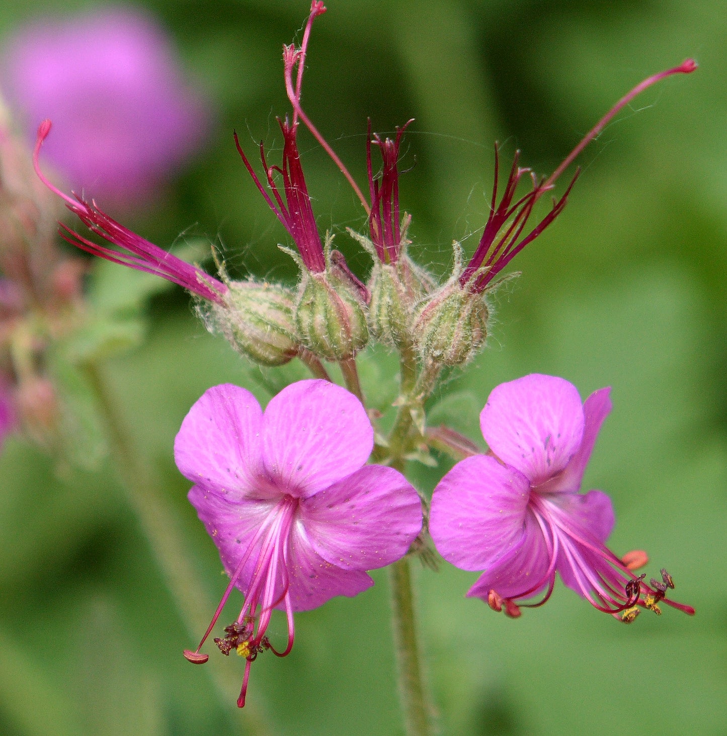 Bigroot Geranium  10 Seeds  Geranium macrorrhizum