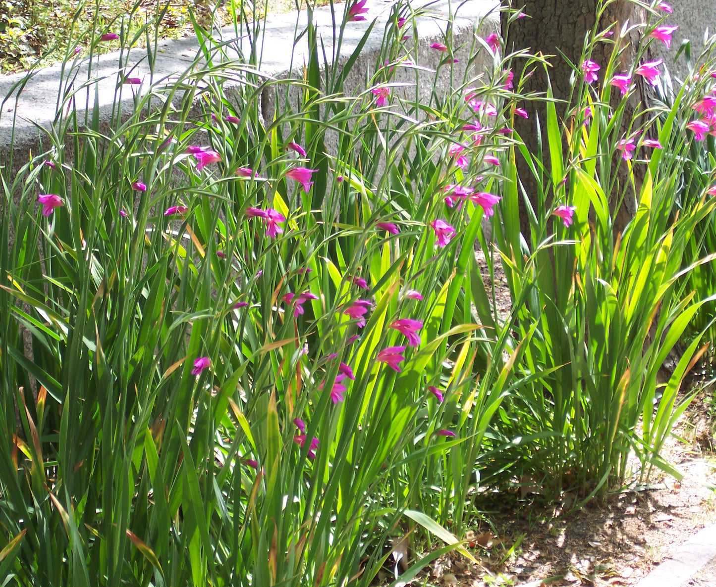 Gladiolus  25 Seeds  Gladiolus communis