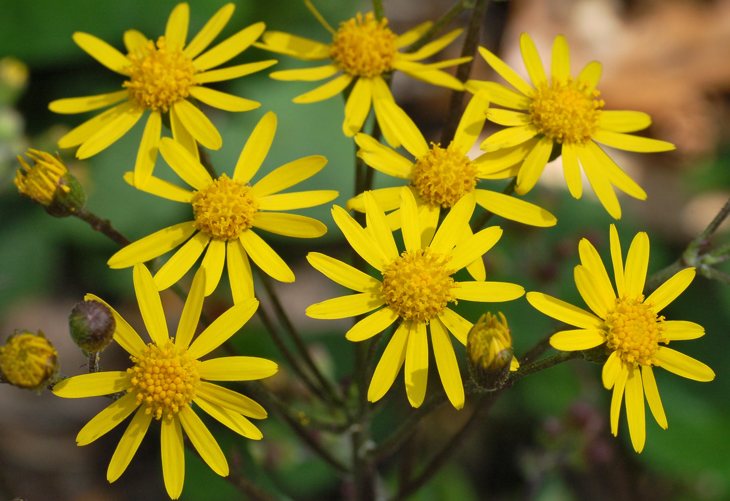 Golden Ragwort   100 Seeds   Golden Groundsel   Senecio aureus