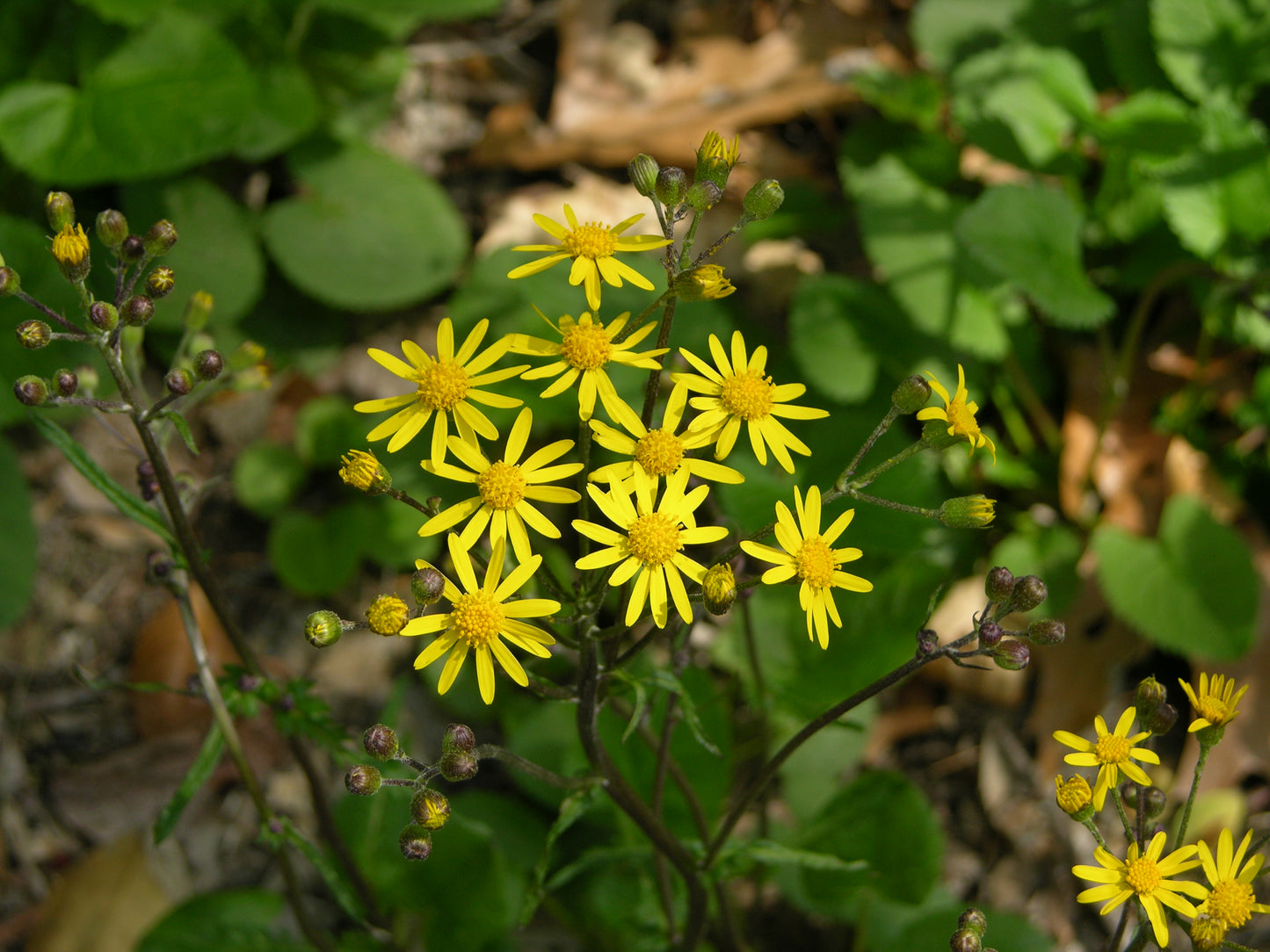 Golden Ragwort   100 Seeds   Golden Groundsel   Senecio aureus