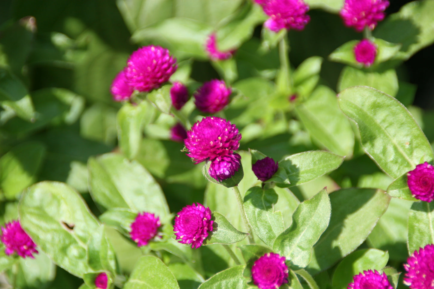 Globe Amaranth  100 Seeds  Gomphrena globosa