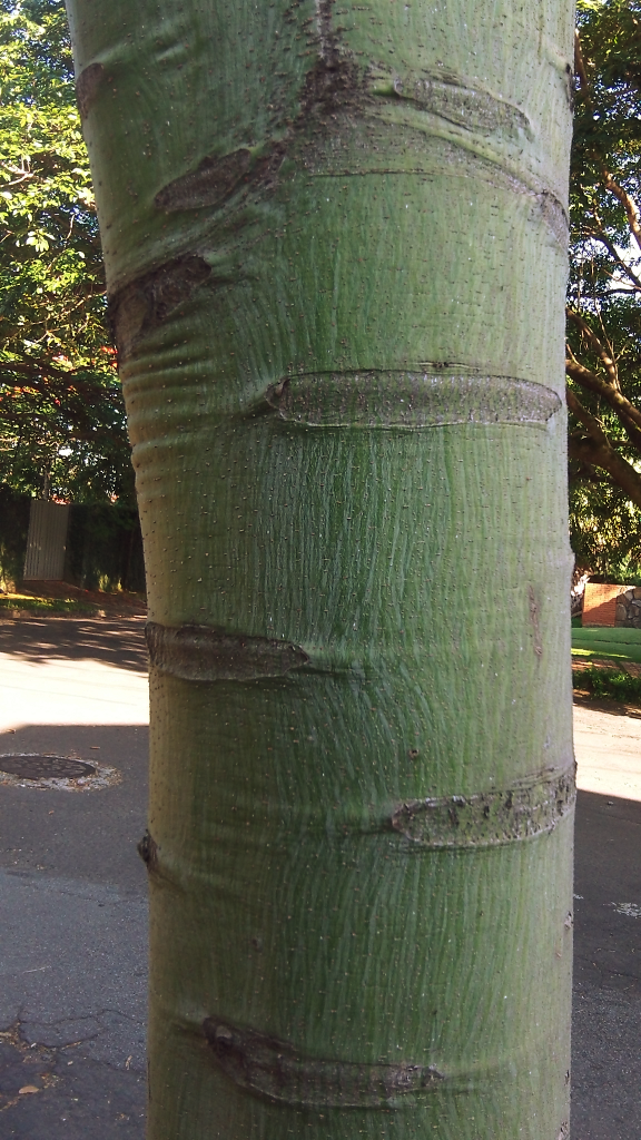 Brazilian Fern Tree   10 Seeds   Schizolobium parahyba