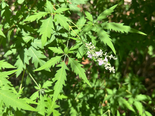 Chinese Chaste Tree  100 Seeds  Vitex negundo