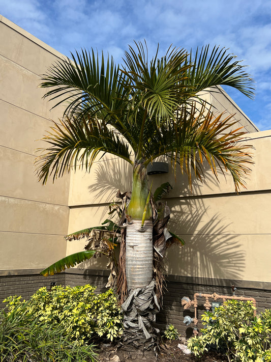 Spindle Palm   20 Seeds   Hyophorbe verschaffeltii