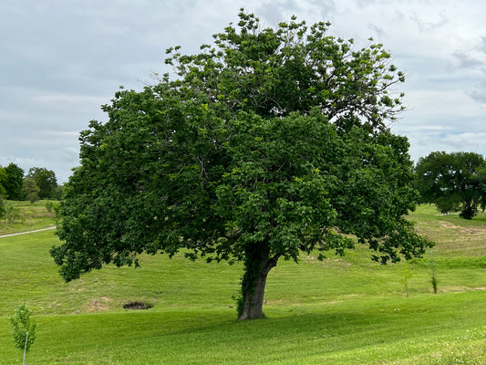 Texas Ash  100 Seeds  Fraxinus texensis