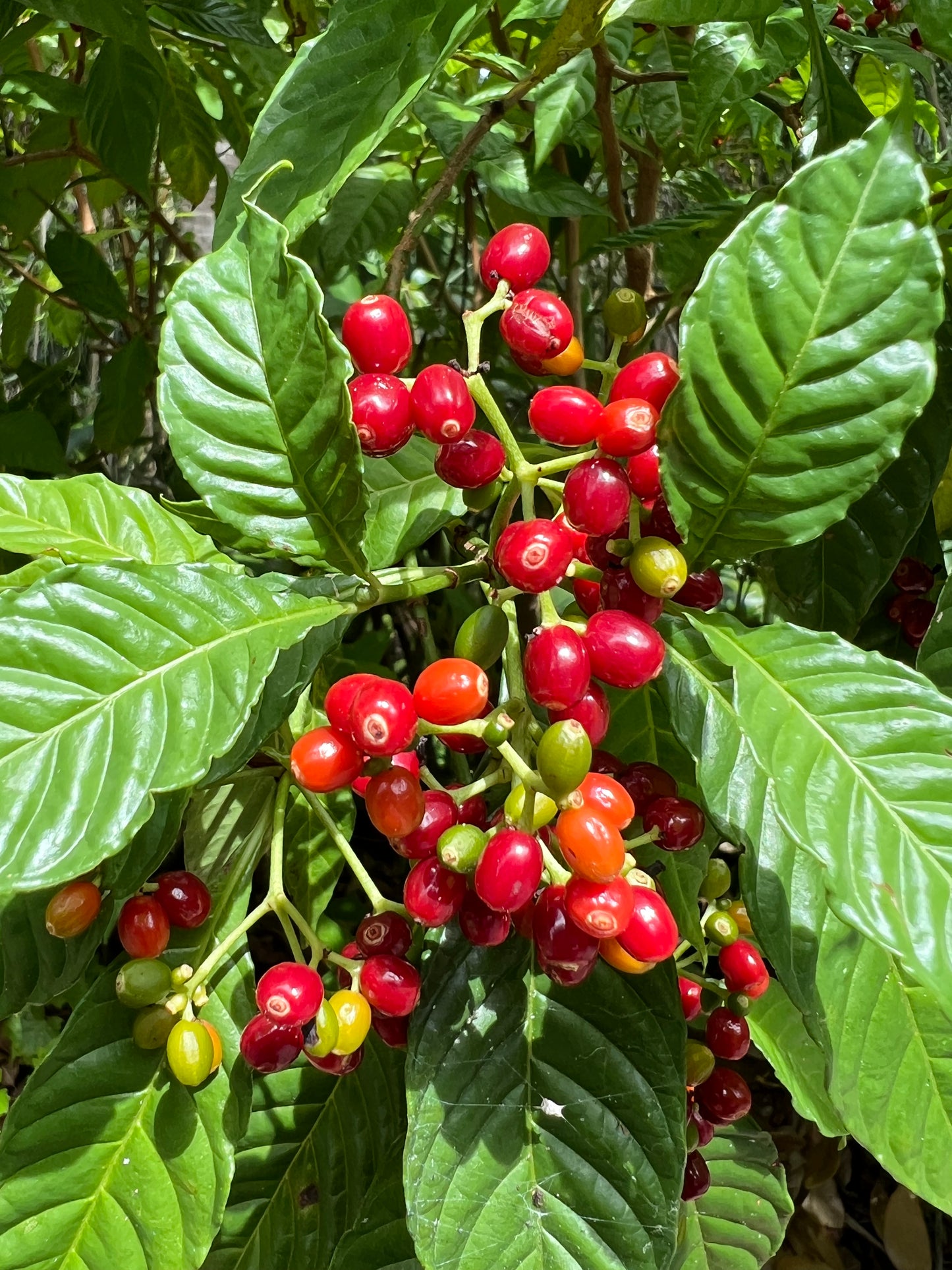 Wild Coffee Native Shrub Psychotria nervosa 20 Seeds  USA Company