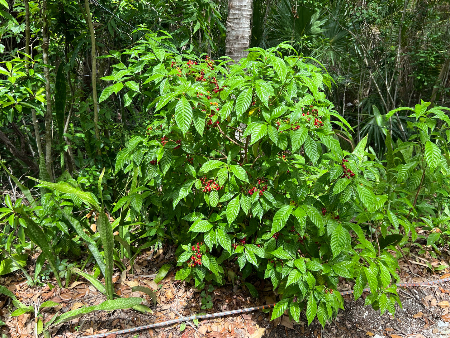Wild Coffee Native Shrub Psychotria nervosa 20 Seeds  USA Company