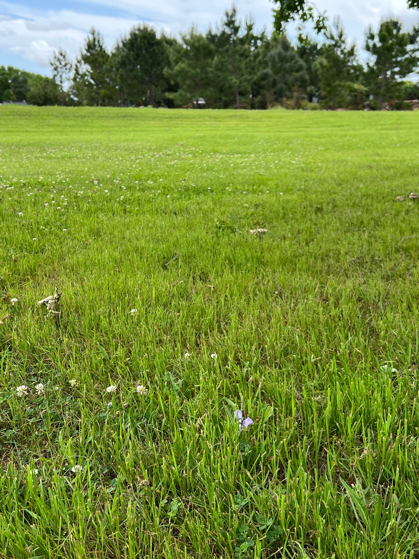 Prairie Nymph  10 Seeds  Herbertia lahue