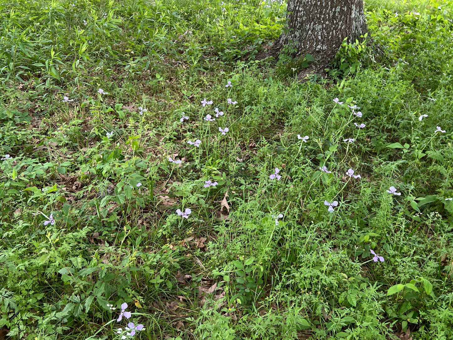 Prairie Nymph  10 Seeds  Herbertia lahue