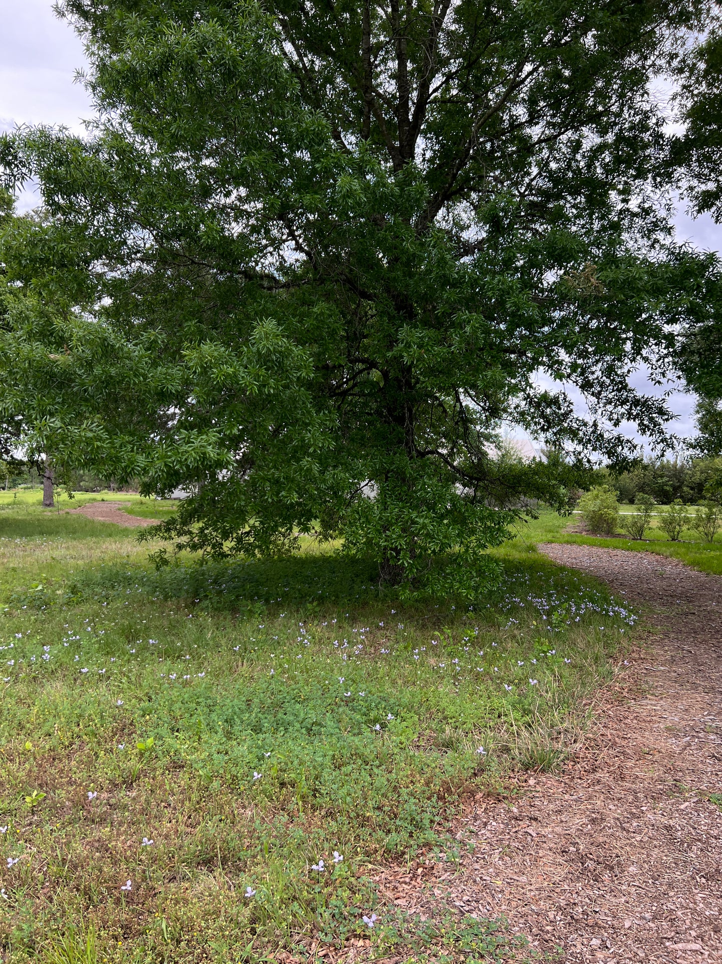 Prairie Nymph  10 Seeds  Herbertia lahue