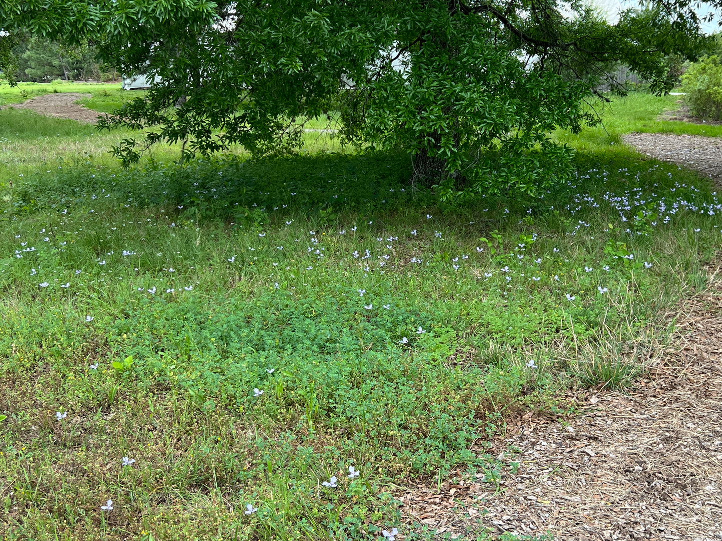 Prairie Nymph  10 Seeds  Herbertia lahue