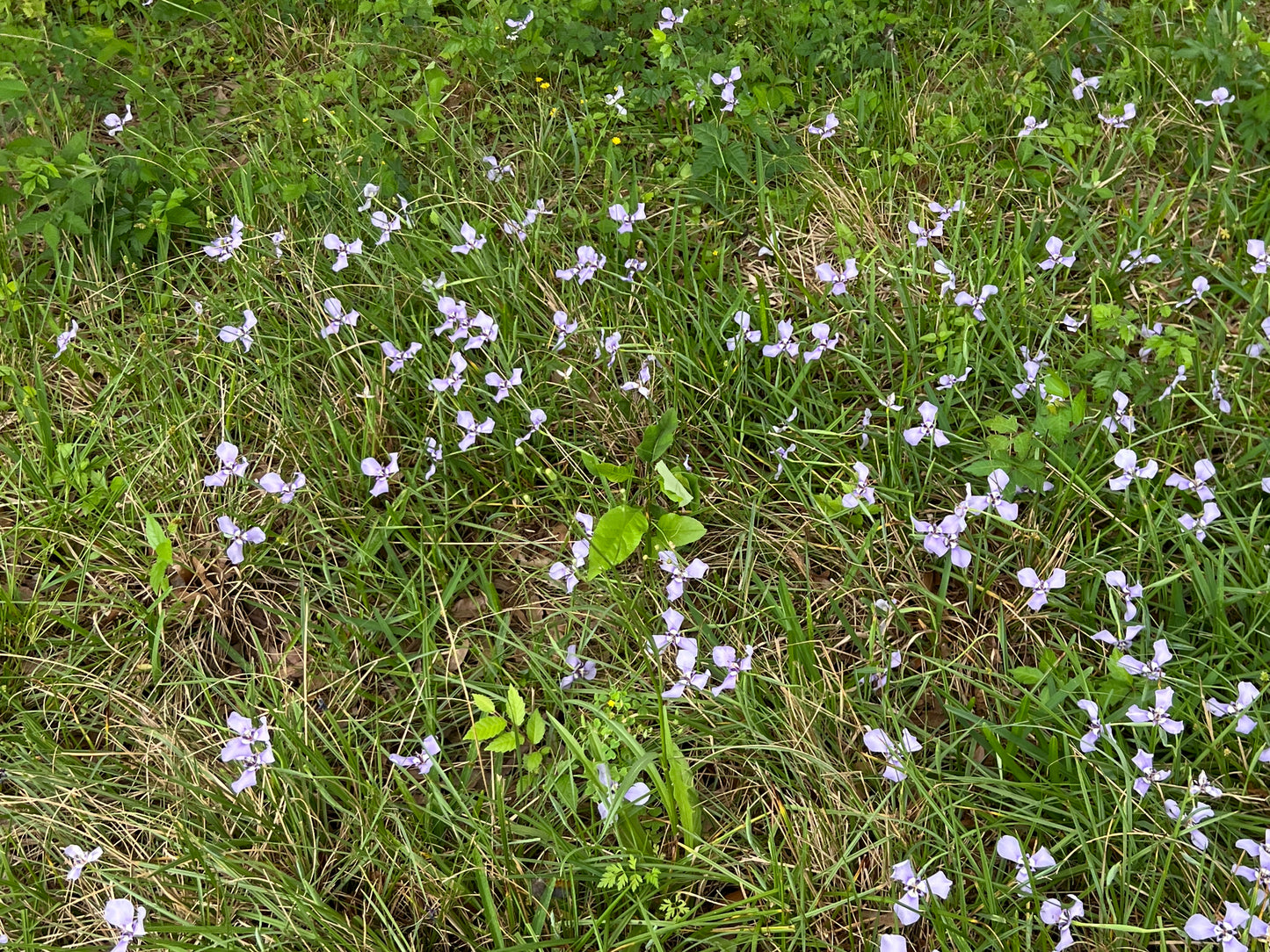 Prairie Nymph  10 Seeds  Herbertia lahue