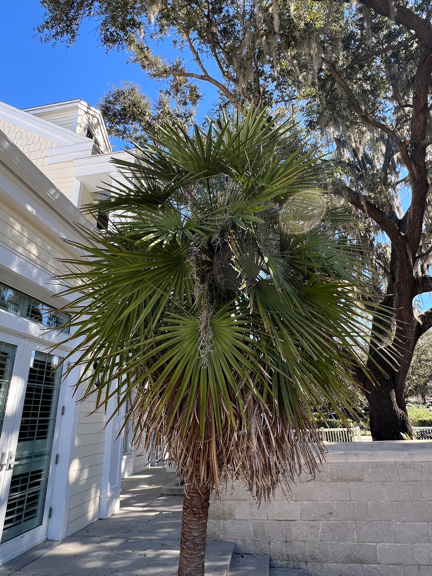 Mediterranean Fan Palm   10 Seeds   Chamaerops humilis