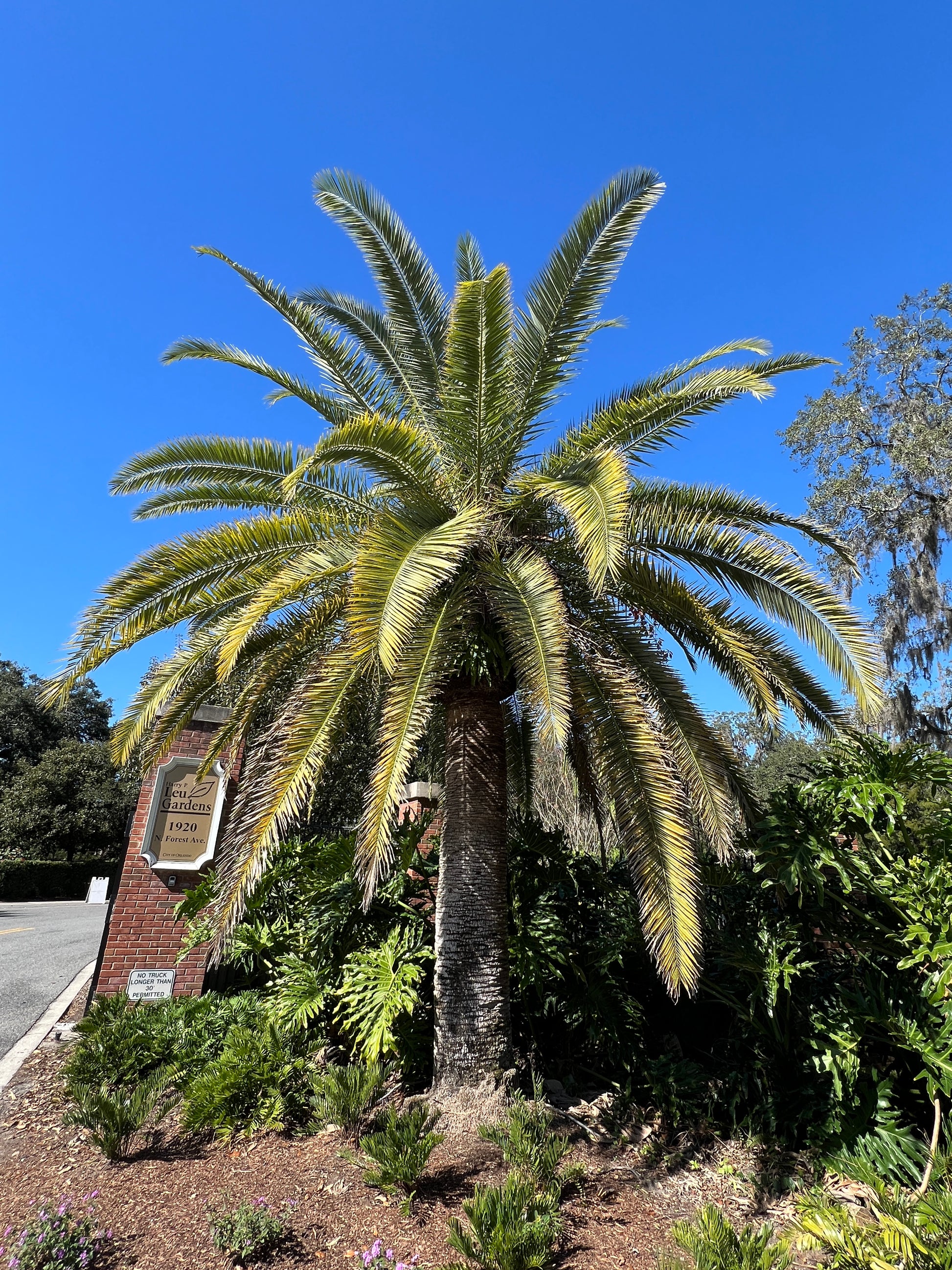 planting canary island date palm seeds Canary Island Date Palm 10 Seeds Phoenix canariensis – R&B Floridaseeds