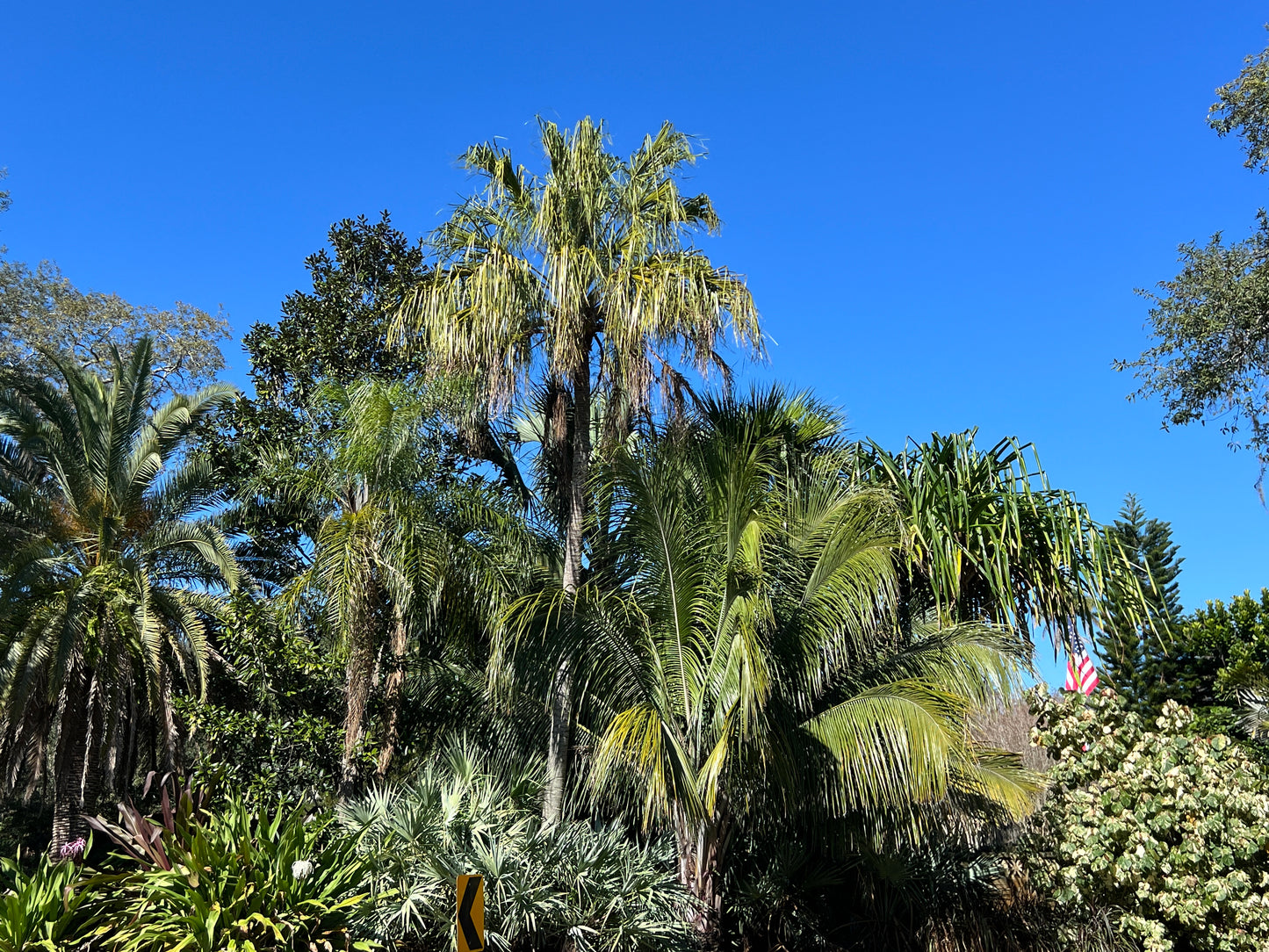 Ribbon Fan Palm  5 Seeds  Livistona decipiens