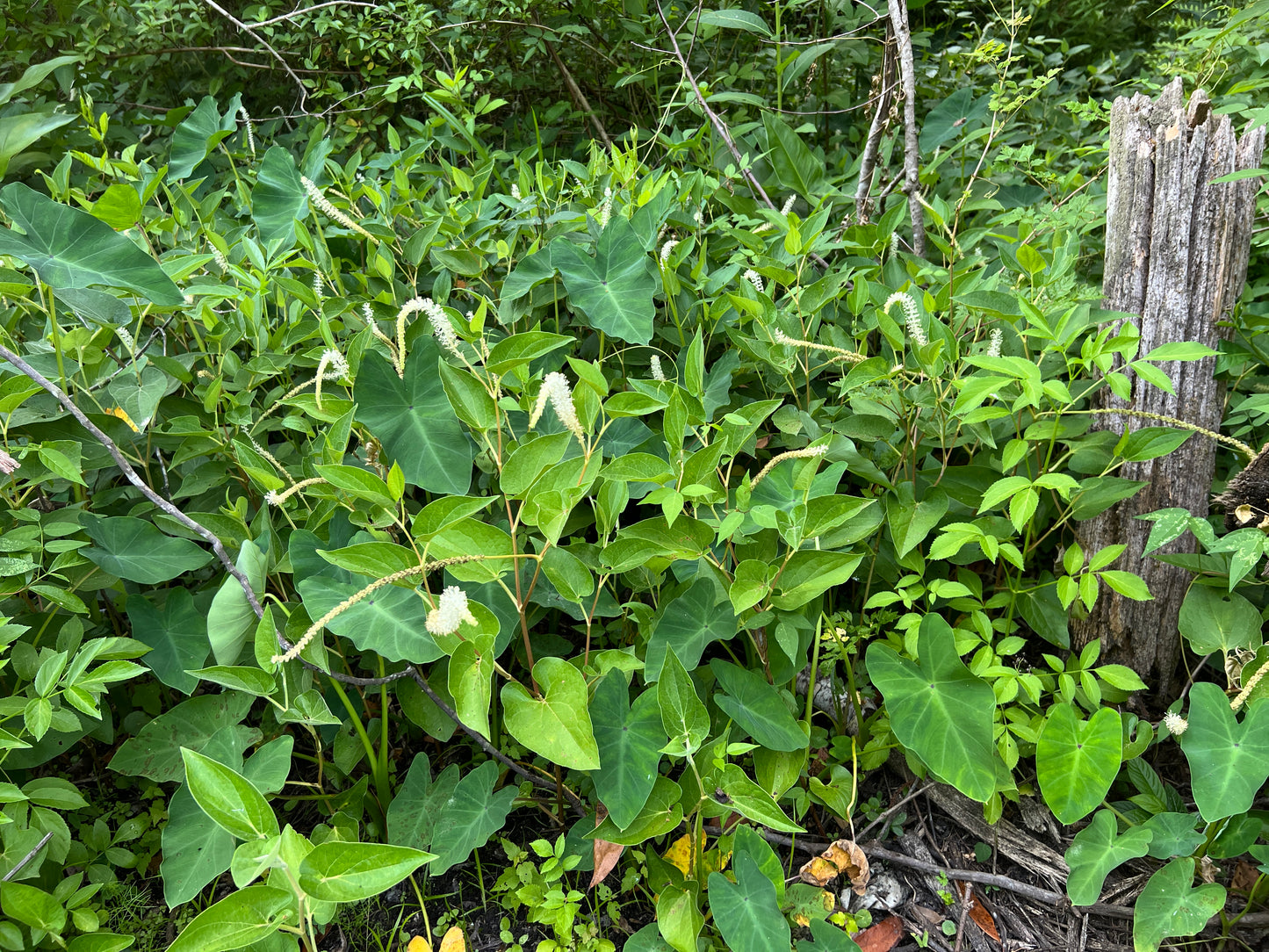 Lizard's Tail Saururus cernuus 100 Seeds   USA Company