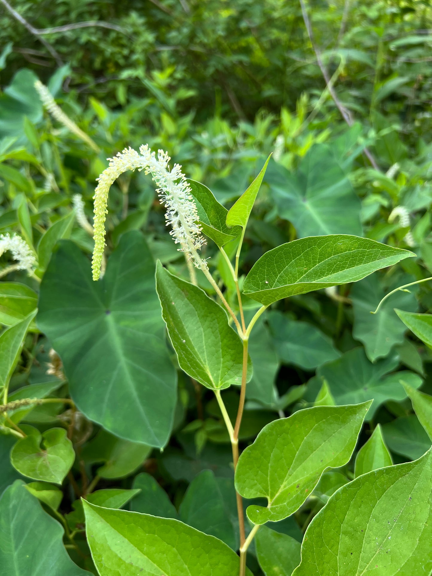 Lizard's Tail Saururus cernuus 100 Seeds   USA Company