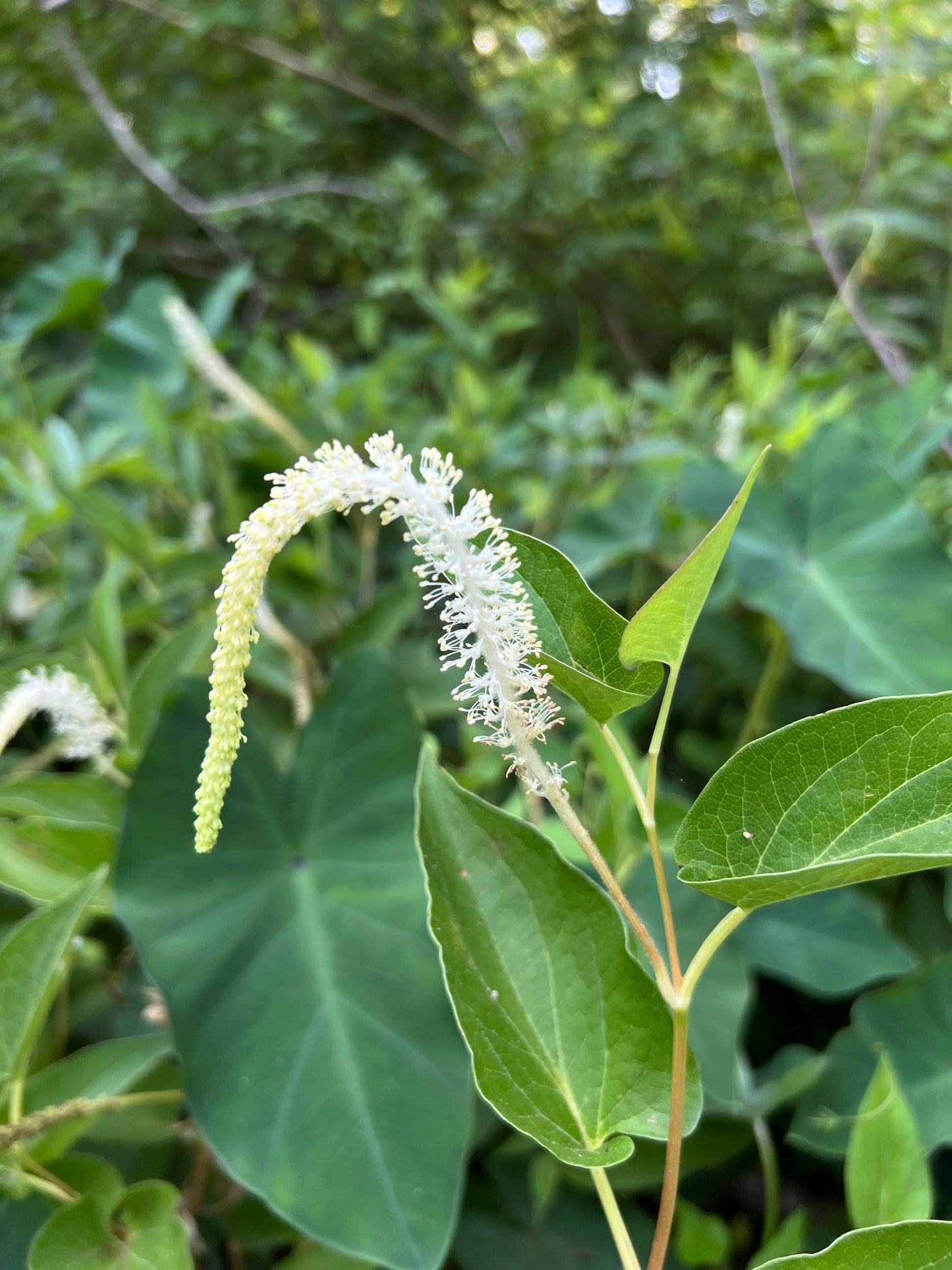 Lizard's Tail Saururus cernuus 100 Seeds   USA Company