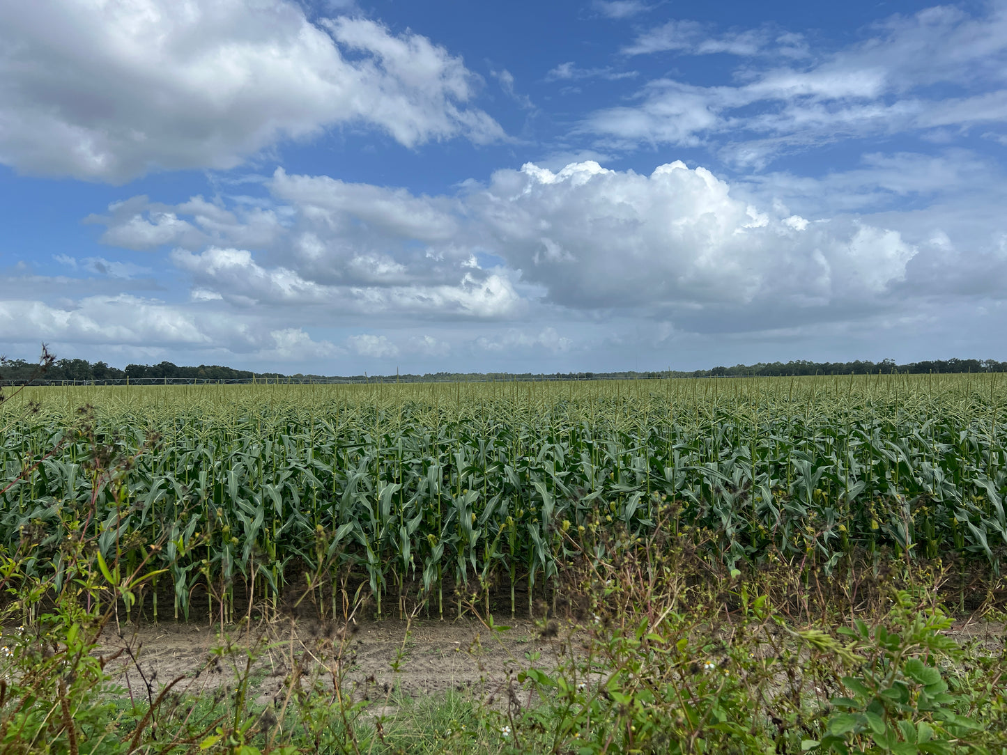 Sweet Yellow Corn   10 Seeds   Zea Maize