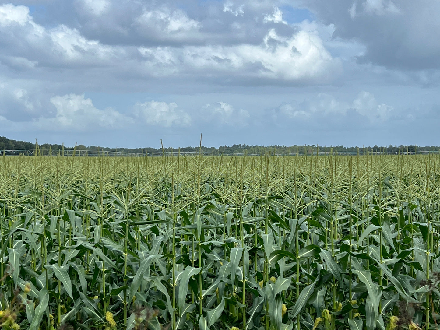 Sweet Yellow Corn   10 Seeds   Zea Maize