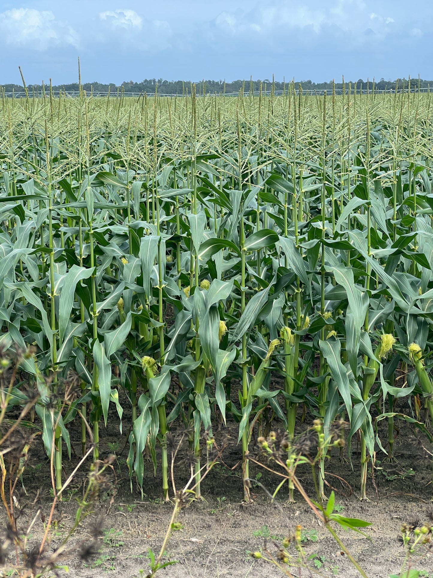 Sweet Yellow Corn   10 Seeds   Zea Maize