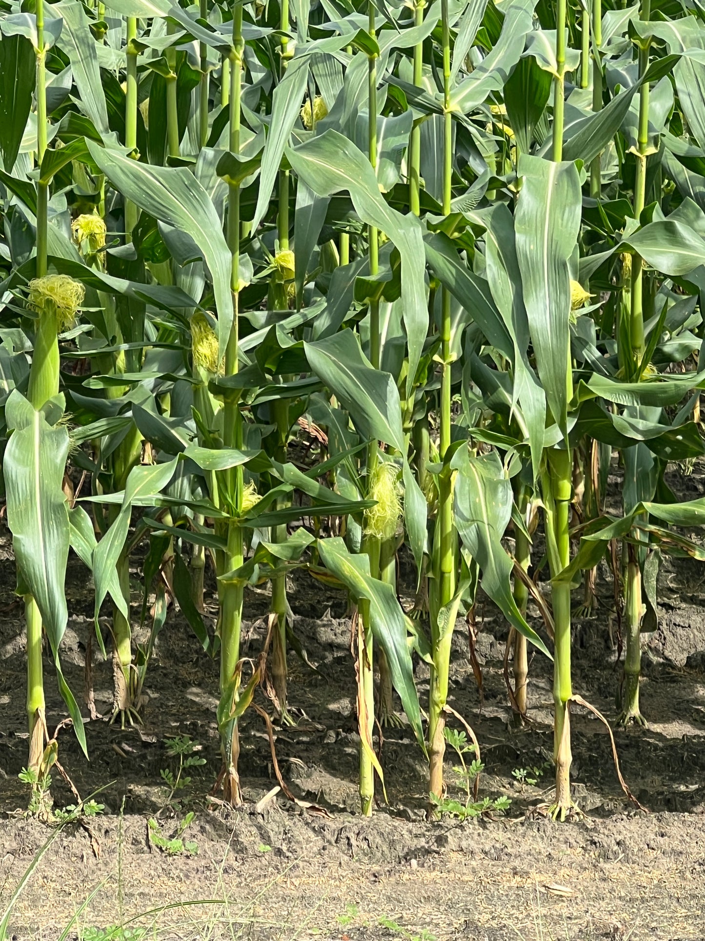 Sweet Yellow Corn   10 Seeds   Zea Maize