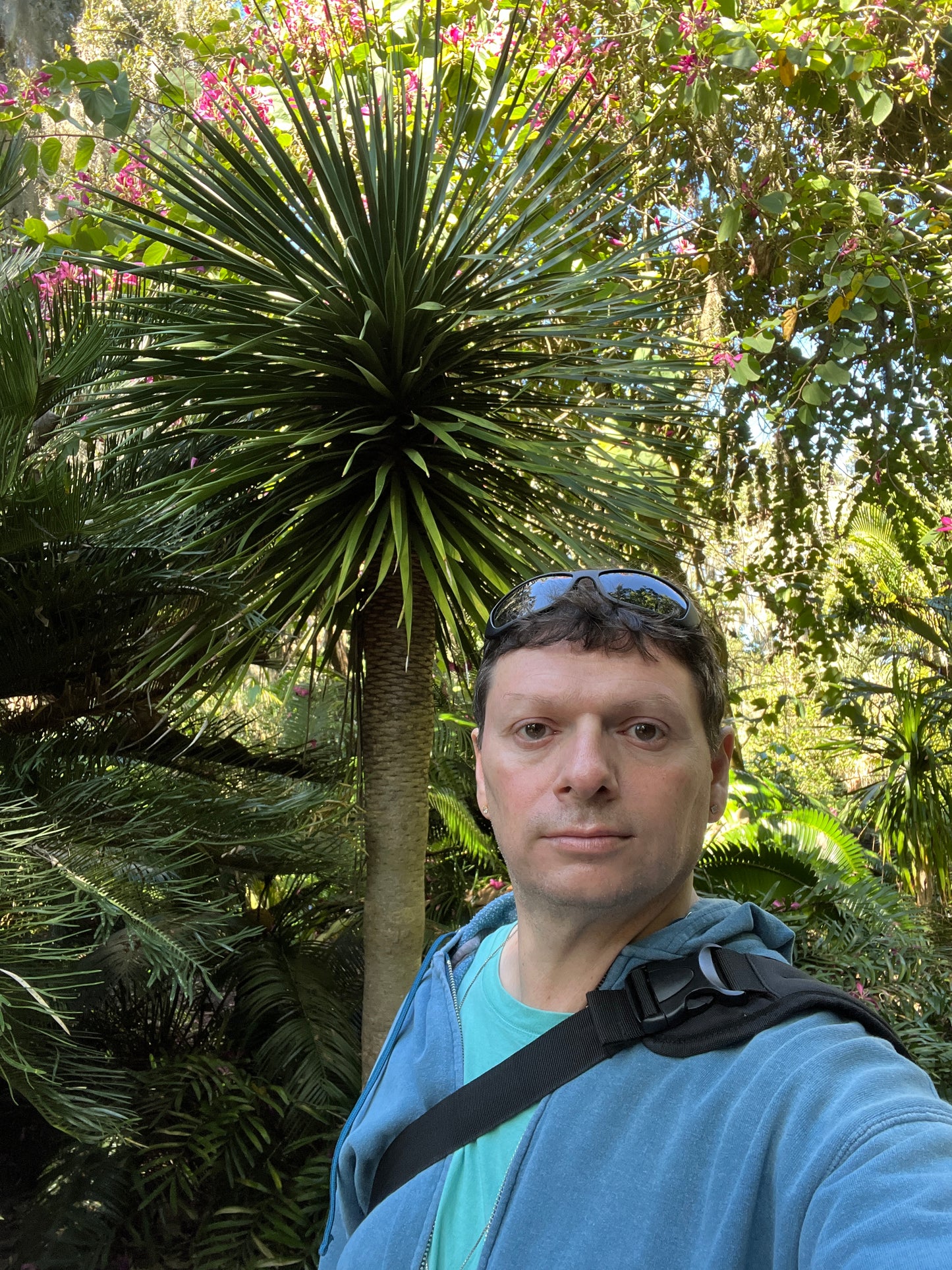 Dragon Tree Dracaena draco  20 Seeds