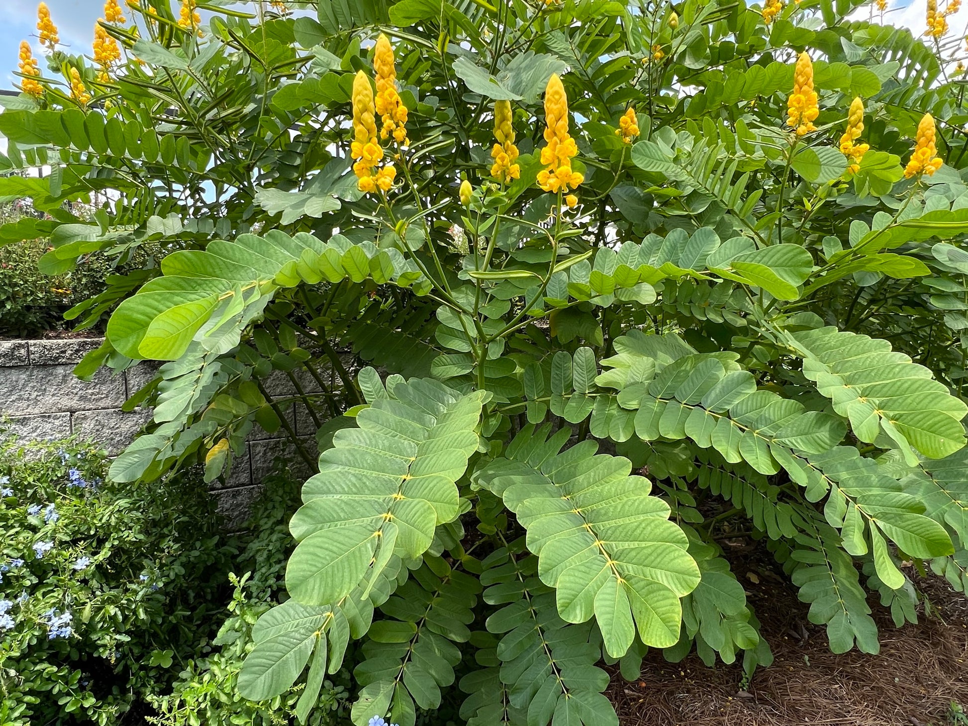 candlestick plant seed pods Candlestick Cassia Senna alata 100 Seeds – R&B Floridaseeds