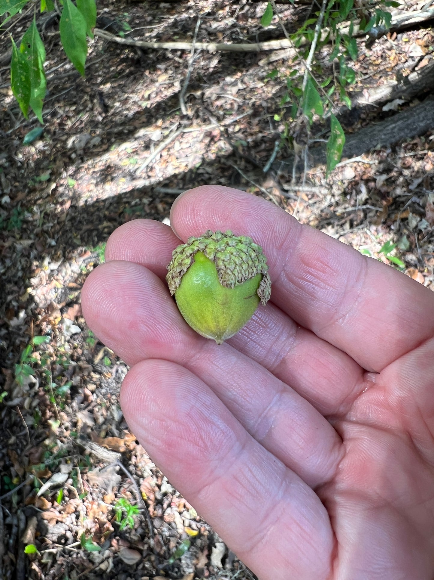 Overcup Oak   5 Seeds   Quercus lyrata