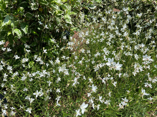 White Gaura  100 Seeds  Gaura lindheimeri