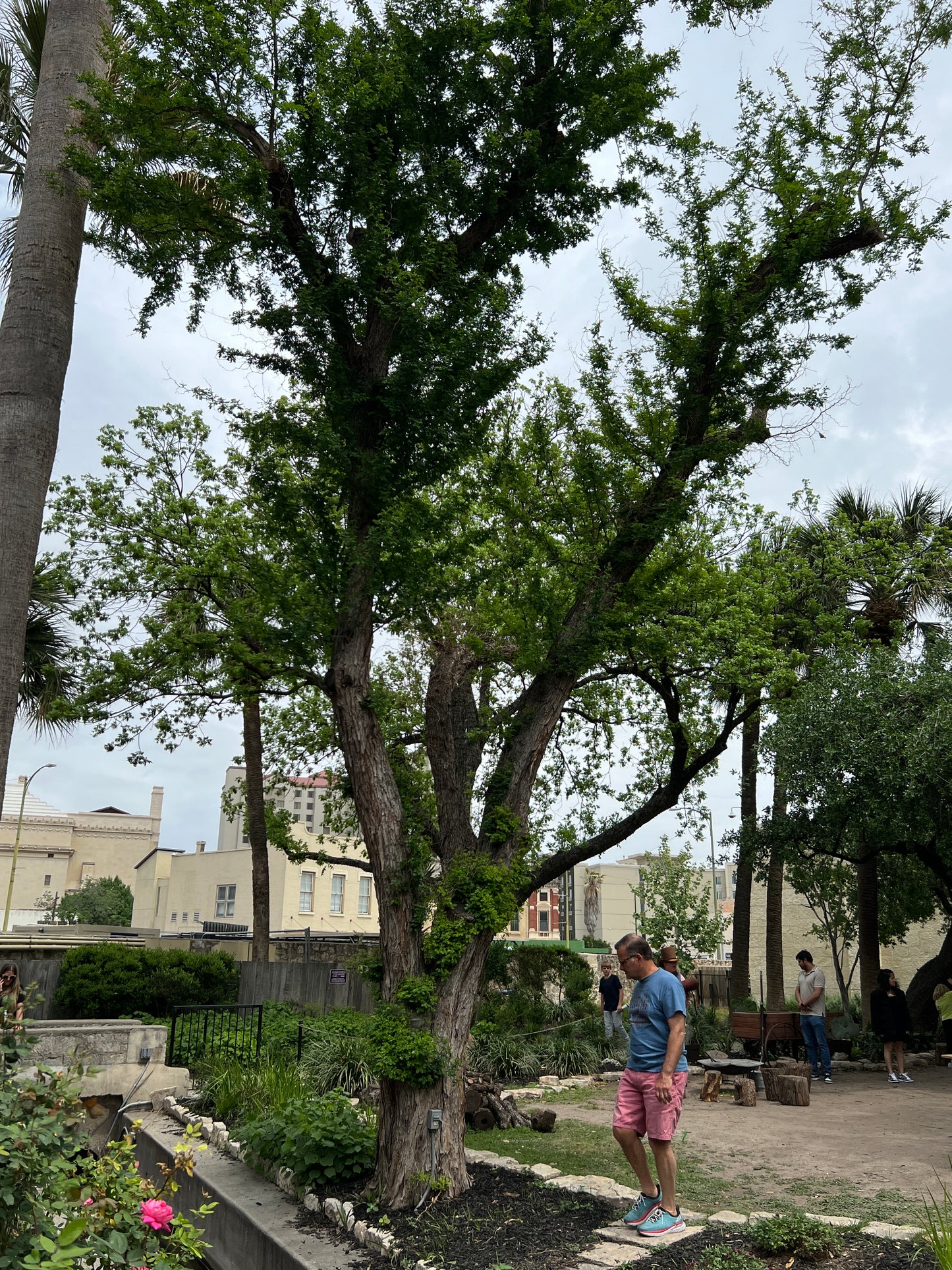 Texas Ebony 10 Seeds  Pithecellobium flexicaule