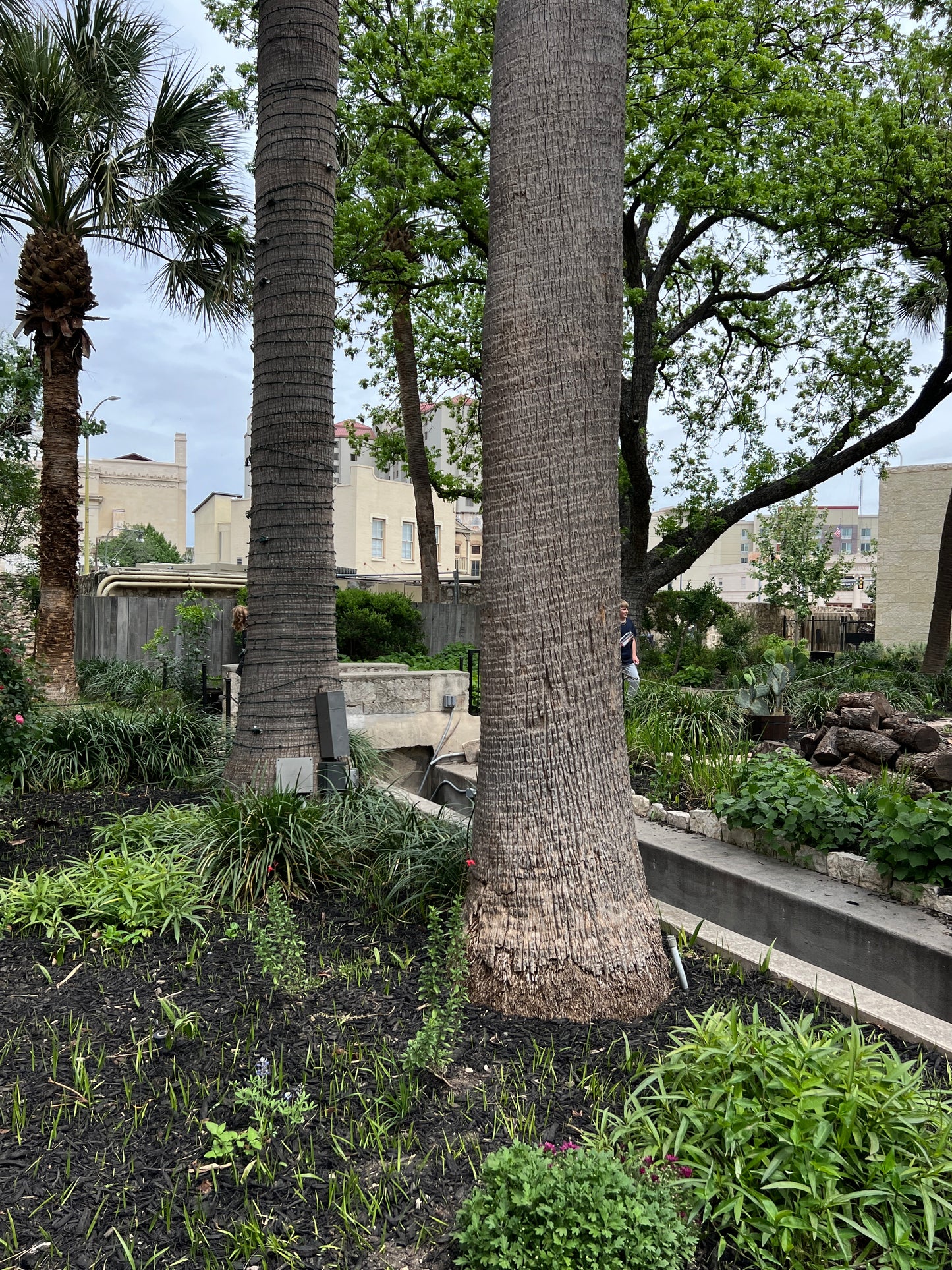California Fan Palm  100 Seeds  Washingtonia filifera