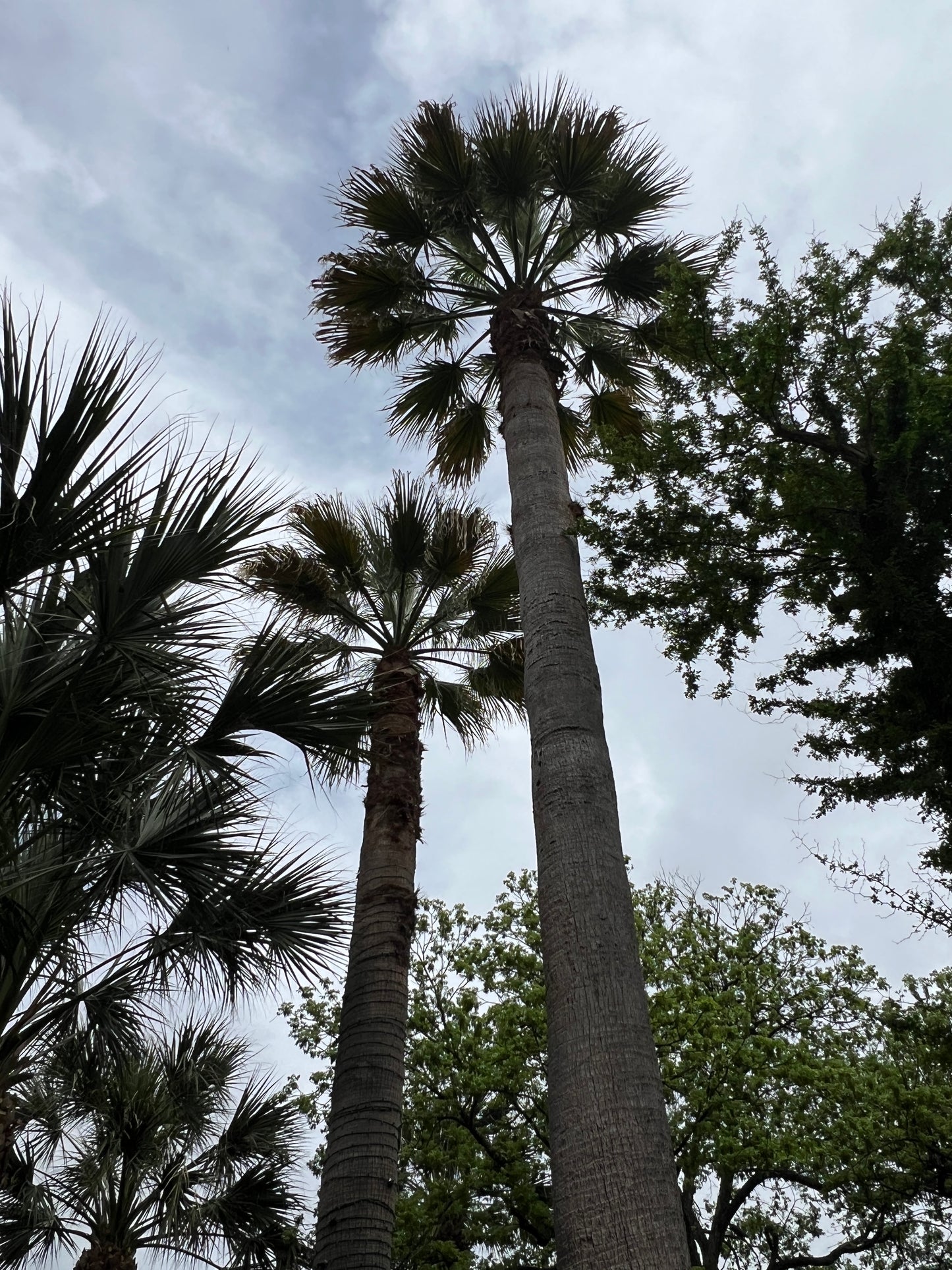 California Fan Palm  100 Seeds  Washingtonia filifera