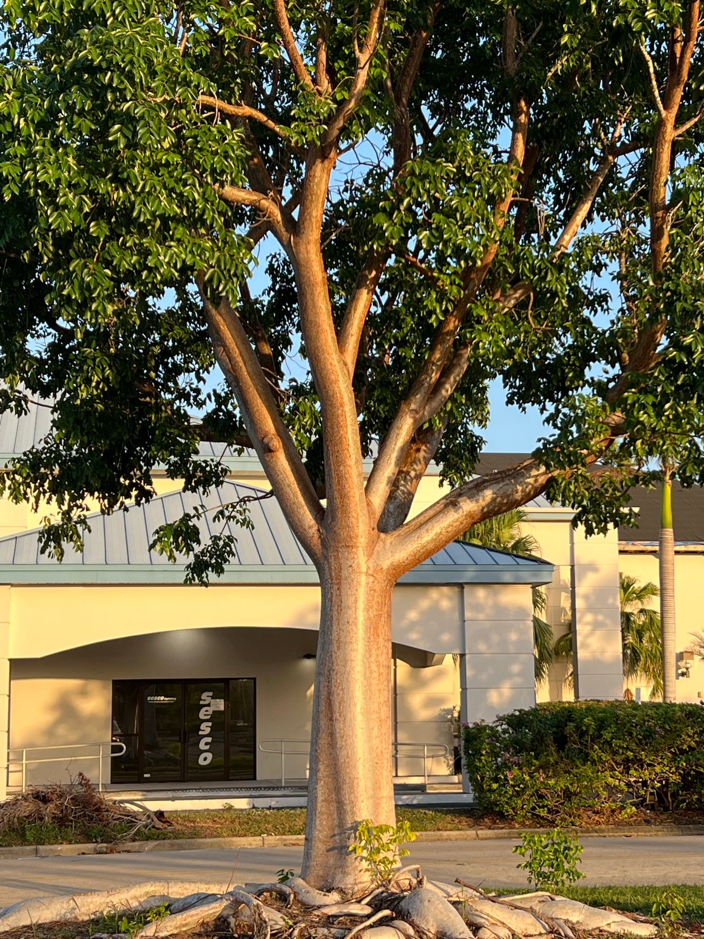 Gumbo Limbo Bursera simaruba 20 Seeds  USA Company