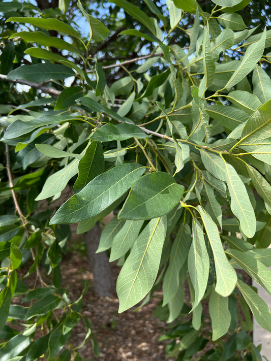 Mexican White Oak  5 Seeds  Quercus polymorpha