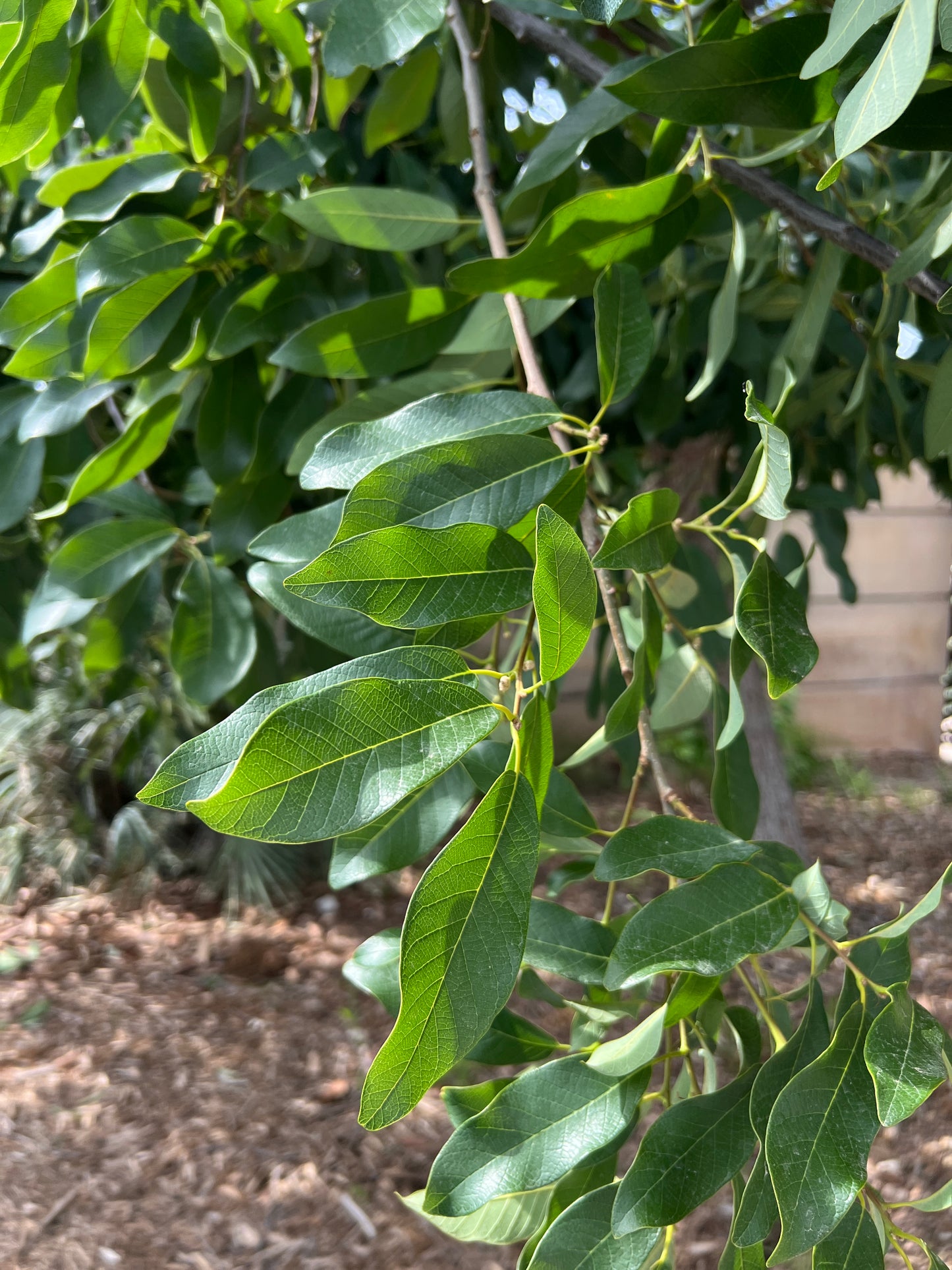 Mexican White Oak  5 Seeds  Quercus polymorpha