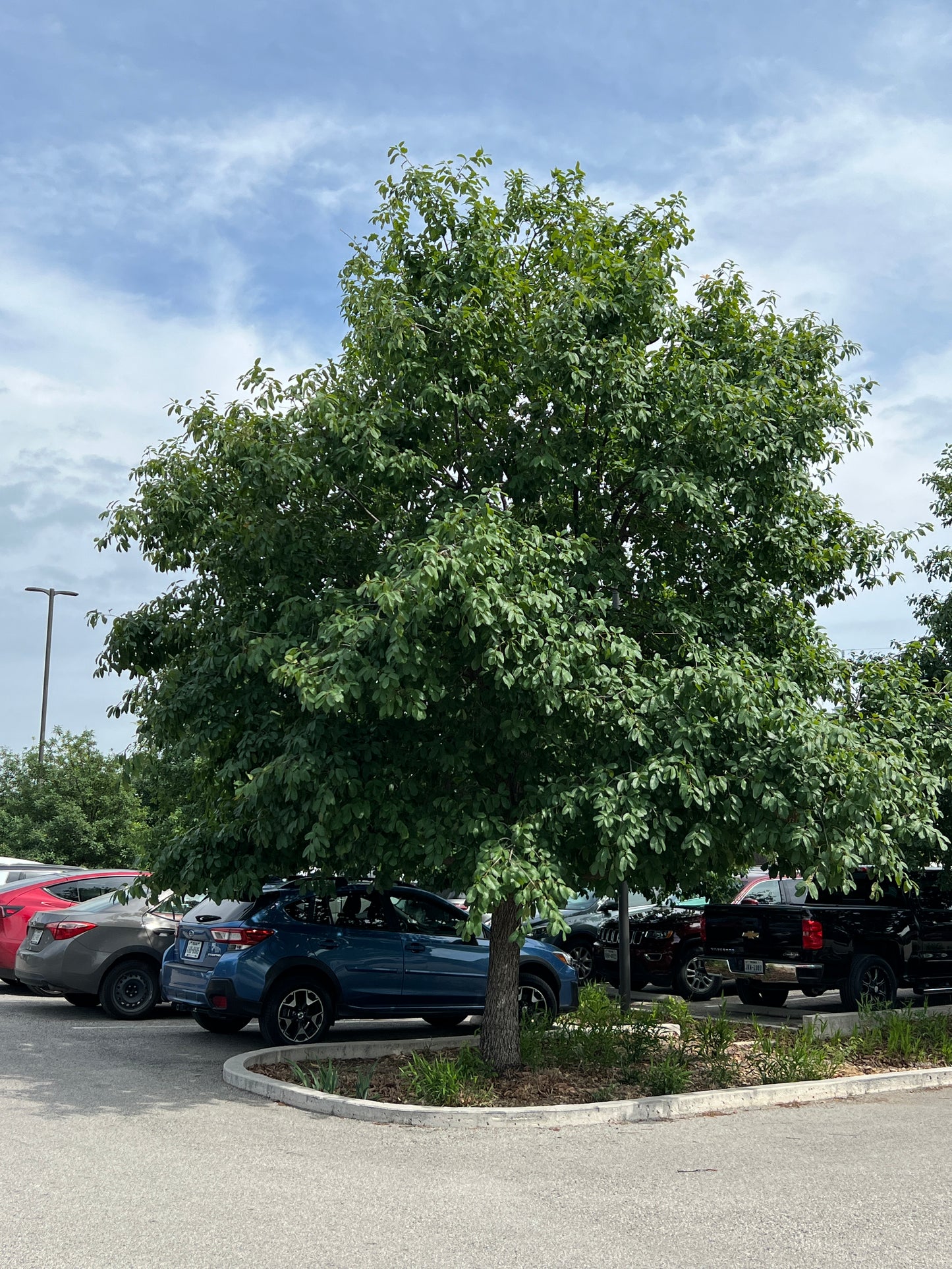 Mexican White Oak  5 Seeds  Quercus polymorpha