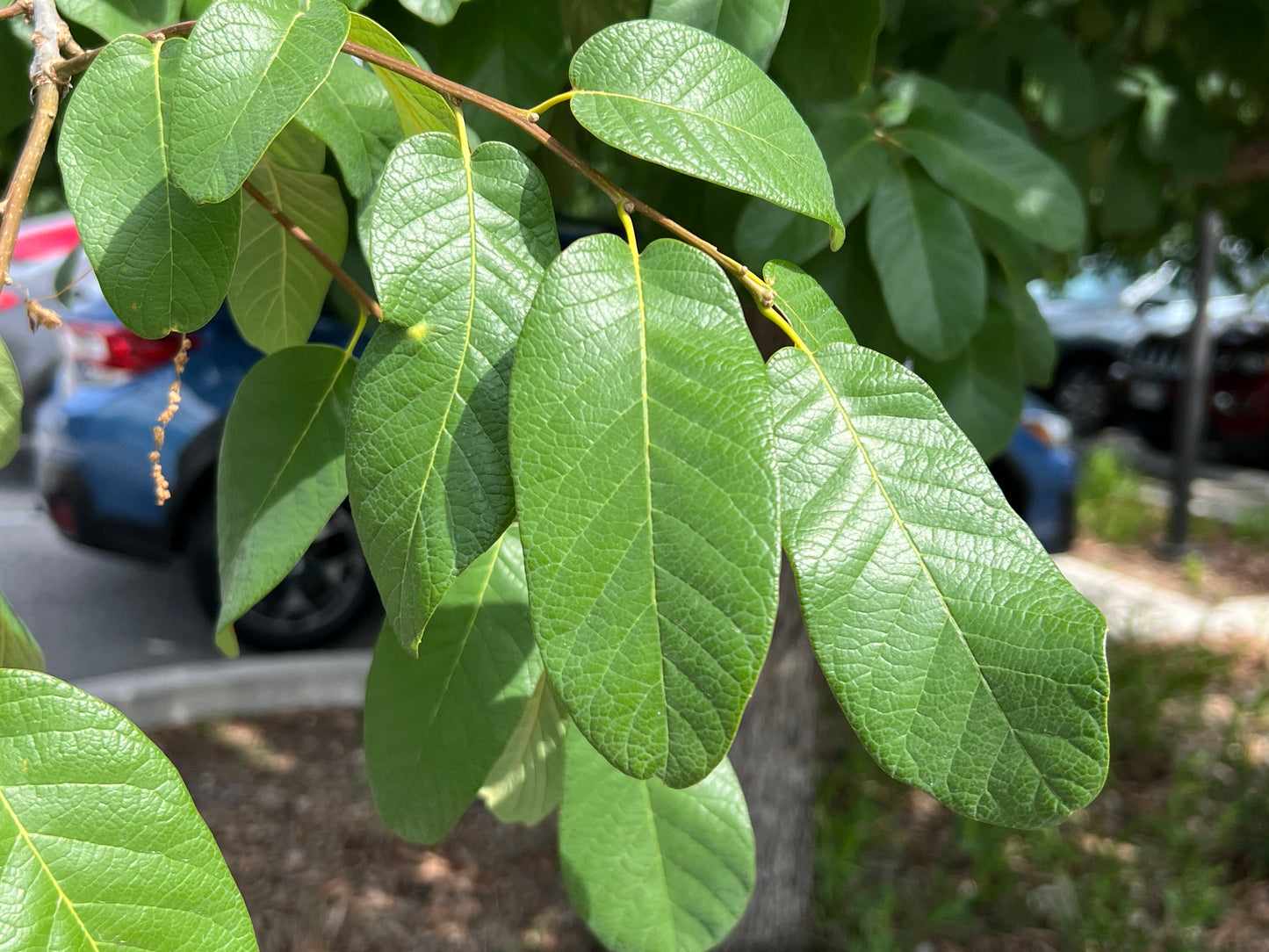 Mexican White Oak  5 Seeds  Quercus polymorpha
