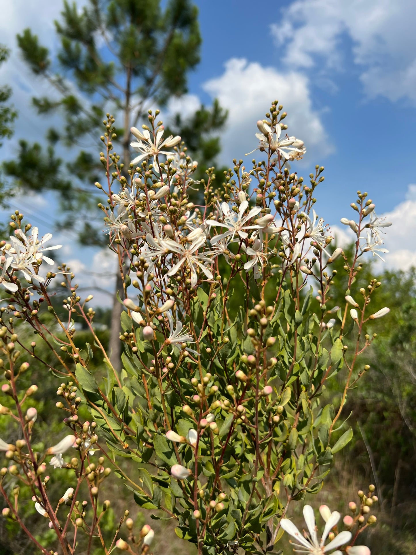 Tarflower Native, Flowering Shrub 50 Seeds Bejaria racemosa